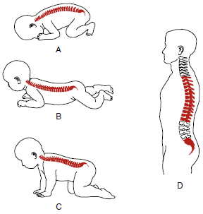 curvaturas de la columna vertebral y sus funciones