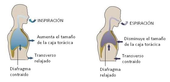que funcion cumple el diafragma en la respiracion