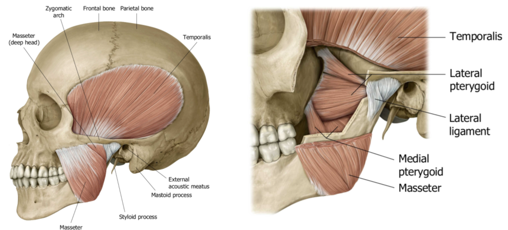 Sindrome de articulacion temporomandibular pdf