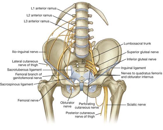 ciática y articulación sacroiliaca